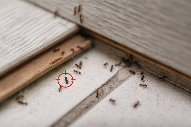Best Emergency Pest Control  in West Branch, MI